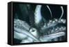 Buccal Cavity (Mouth) and Tentacles of Humboldt (Jumbo) Squid (Dosidicus Gigas)-Louise Murray-Framed Stretched Canvas