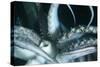 Buccal Cavity (Mouth) and Tentacles of Humboldt (Jumbo) Squid (Dosidicus Gigas)-Louise Murray-Stretched Canvas