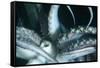 Buccal Cavity (Mouth) and Tentacles of Humboldt (Jumbo) Squid (Dosidicus Gigas)-Louise Murray-Framed Stretched Canvas