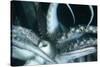 Buccal Cavity (Mouth) and Tentacles of Humboldt (Jumbo) Squid (Dosidicus Gigas)-Louise Murray-Stretched Canvas