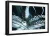 Buccal Cavity (Mouth) and Tentacles of Humboldt (Jumbo) Squid (Dosidicus Gigas)-Louise Murray-Framed Photographic Print