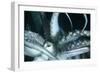 Buccal Cavity (Mouth) and Tentacles of Humboldt (Jumbo) Squid (Dosidicus Gigas)-Louise Murray-Framed Photographic Print