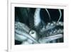 Buccal Cavity (Mouth) and Tentacles of Humboldt (Jumbo) Squid (Dosidicus Gigas)-Louise Murray-Framed Photographic Print