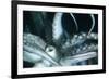 Buccal Cavity (Mouth) and Tentacles of Humboldt (Jumbo) Squid (Dosidicus Gigas)-Louise Murray-Framed Photographic Print