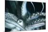 Buccal Cavity (Mouth) and Tentacles of Humboldt (Jumbo) Squid (Dosidicus Gigas)-Louise Murray-Mounted Photographic Print