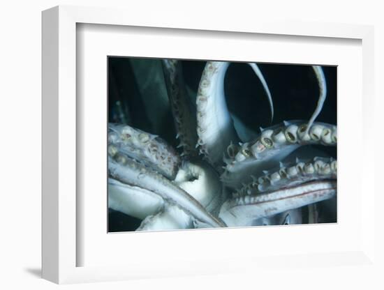 Buccal Cavity (Mouth) and Tentacles of Humboldt (Jumbo) Squid (Dosidicus Gigas)-Louise Murray-Framed Photographic Print