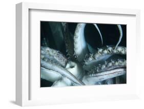Buccal Cavity (Mouth) and Tentacles of Humboldt (Jumbo) Squid (Dosidicus Gigas)-Louise Murray-Framed Photographic Print