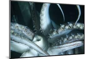 Buccal Cavity (Mouth) and Tentacles of Humboldt (Jumbo) Squid (Dosidicus Gigas)-Louise Murray-Mounted Photographic Print