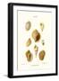 Buccinum Shells-John Mawe-Framed Art Print