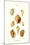 Buccinum Shells-John Mawe-Mounted Art Print