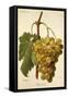 Buccleuch Grape-A. Kreyder-Framed Stretched Canvas