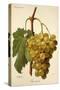 Buccleuch Grape-A. Kreyder-Stretched Canvas
