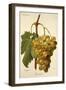 Buccleuch Grape-A. Kreyder-Framed Giclee Print