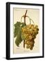 Buccleuch Grape-A. Kreyder-Framed Giclee Print