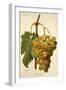 Buccleuch Grape-A. Kreyder-Framed Giclee Print