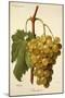 Buccleuch Grape-A. Kreyder-Mounted Giclee Print