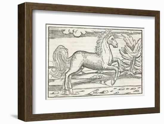 Bucephalus the Horse of Alexander the Great-null-Framed Photographic Print