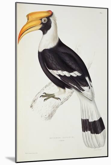 Buceros Cavatus-John Gould-Mounted Giclee Print