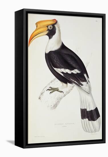 Buceros Cavatus-John Gould-Framed Stretched Canvas