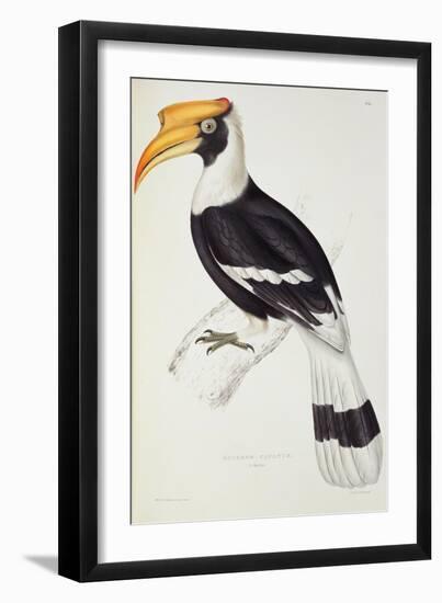 Buceros Cavatus-John Gould-Framed Premium Giclee Print