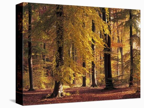 Buchenwald, Herbst, Wald, Bv¤Ume, Laubbv¤Ume, Buchen, Herbstlaub-Thonig-Stretched Canvas