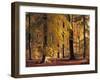 Buchenwald, Herbst, Wald, Bv¤Ume, Laubbv¤Ume, Buchen, Herbstlaub-Thonig-Framed Photographic Print