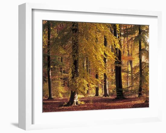 Buchenwald, Herbst, Wald, Bv¤Ume, Laubbv¤Ume, Buchen, Herbstlaub-Thonig-Framed Photographic Print