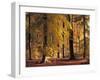 Buchenwald, Herbst, Wald, Bv¤Ume, Laubbv¤Ume, Buchen, Herbstlaub-Thonig-Framed Photographic Print