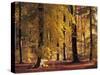 Buchenwald, Herbst, Wald, Bv¤Ume, Laubbv¤Ume, Buchen, Herbstlaub-Thonig-Stretched Canvas