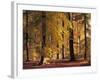 Buchenwald, Herbst, Wald, Bv¤Ume, Laubbv¤Ume, Buchen, Herbstlaub-Thonig-Framed Photographic Print