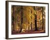 Buchenwald, Herbst, Wald, Bv¤Ume, Laubbv¤Ume, Buchen, Herbstlaub-Thonig-Framed Photographic Print