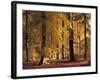 Buchenwald, Herbst, Wald, Bv¤Ume, Laubbv¤Ume, Buchen, Herbstlaub-Thonig-Framed Photographic Print