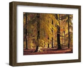 Buchenwald, Herbst, Wald, Bv¤Ume, Laubbv¤Ume, Buchen, Herbstlaub-Thonig-Framed Photographic Print