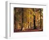 Buchenwald, Herbst, Wald, Bv¤Ume, Laubbv¤Ume, Buchen, Herbstlaub-Thonig-Framed Photographic Print