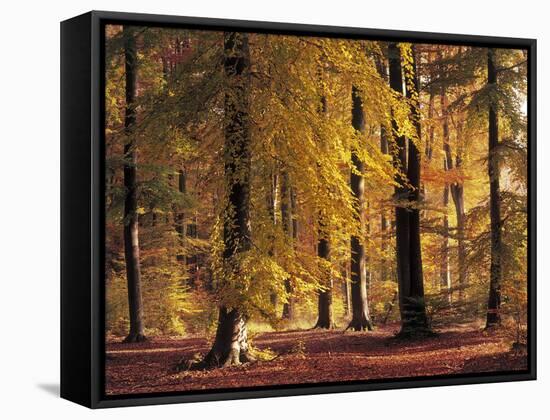 Buchenwald, Herbst, Wald, Bv¤Ume, Laubbv¤Ume, Buchen, Herbstlaub-Thonig-Framed Stretched Canvas