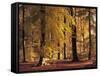 Buchenwald, Herbst, Wald, Bv¤Ume, Laubbv¤Ume, Buchen, Herbstlaub-Thonig-Framed Stretched Canvas