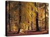 Buchenwald, Herbst, Wald, Bv¤Ume, Laubbv¤Ume, Buchen, Herbstlaub-Thonig-Stretched Canvas