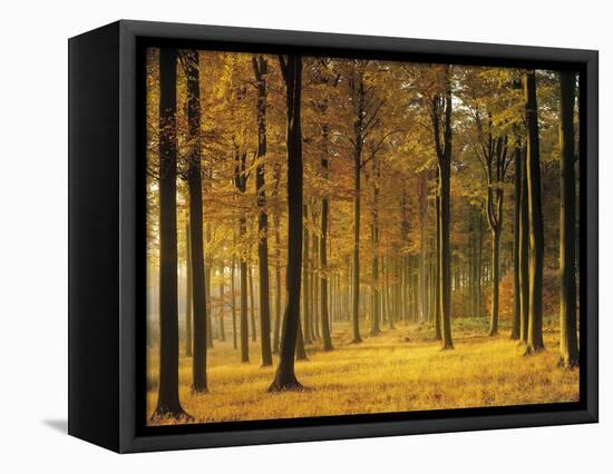 Buchenwald, Morgenstimmung, Herbst, Wald, Herbstwald, Bv¤Ume, Laubwald-Thonig-Framed Stretched Canvas