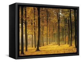 Buchenwald, Morgenstimmung, Herbst, Wald, Herbstwald, Bv¤Ume, Laubwald-Thonig-Framed Stretched Canvas