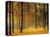 Buchenwald, Morgenstimmung, Herbst, Wald, Herbstwald, Bv¤Ume, Laubwald-Thonig-Stretched Canvas
