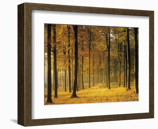 Buchenwald, Morgenstimmung, Herbst, Wald, Herbstwald, Bv¤Ume, Laubwald-Thonig-Framed Photographic Print