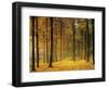 Buchenwald, Morgenstimmung, Herbst, Wald, Herbstwald, Bv¤Ume, Laubwald-Thonig-Framed Photographic Print