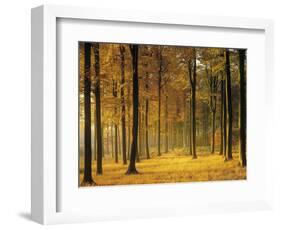 Buchenwald, Morgenstimmung, Herbst, Wald, Herbstwald, Bv¤Ume, Laubwald-Thonig-Framed Photographic Print