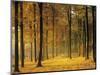 Buchenwald, Morgenstimmung, Herbst, Wald, Herbstwald, Bv¤Ume, Laubwald-Thonig-Mounted Photographic Print