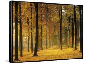 Buchenwald, Morgenstimmung, Herbst, Wald, Herbstwald, Bv¤Ume, Laubwald-Thonig-Framed Stretched Canvas