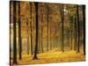 Buchenwald, Morgenstimmung, Herbst, Wald, Herbstwald, Bv¤Ume, Laubwald-Thonig-Stretched Canvas