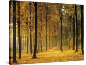 Buchenwald, Morgenstimmung, Herbst, Wald, Herbstwald, Bv¤Ume, Laubwald-Thonig-Stretched Canvas