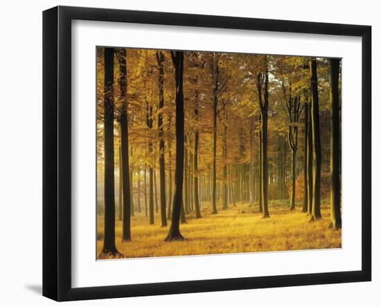 Buchenwald, Morgenstimmung, Herbst, Wald, Herbstwald, Bv¤Ume, Laubwald-Thonig-Framed Photographic Print