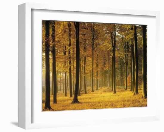 Buchenwald, Morgenstimmung, Herbst, Wald, Herbstwald, Bv¤Ume, Laubwald-Thonig-Framed Photographic Print