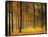 Buchenwald, Morgenstimmung, Herbst, Wald, Herbstwald, Bv¤Ume, Laubwald-Thonig-Framed Stretched Canvas